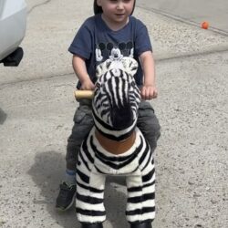Zebra Cycles (GS2029)